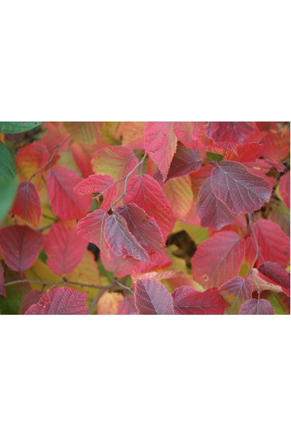 Фундук Варшавський Червоний на штамбі листя